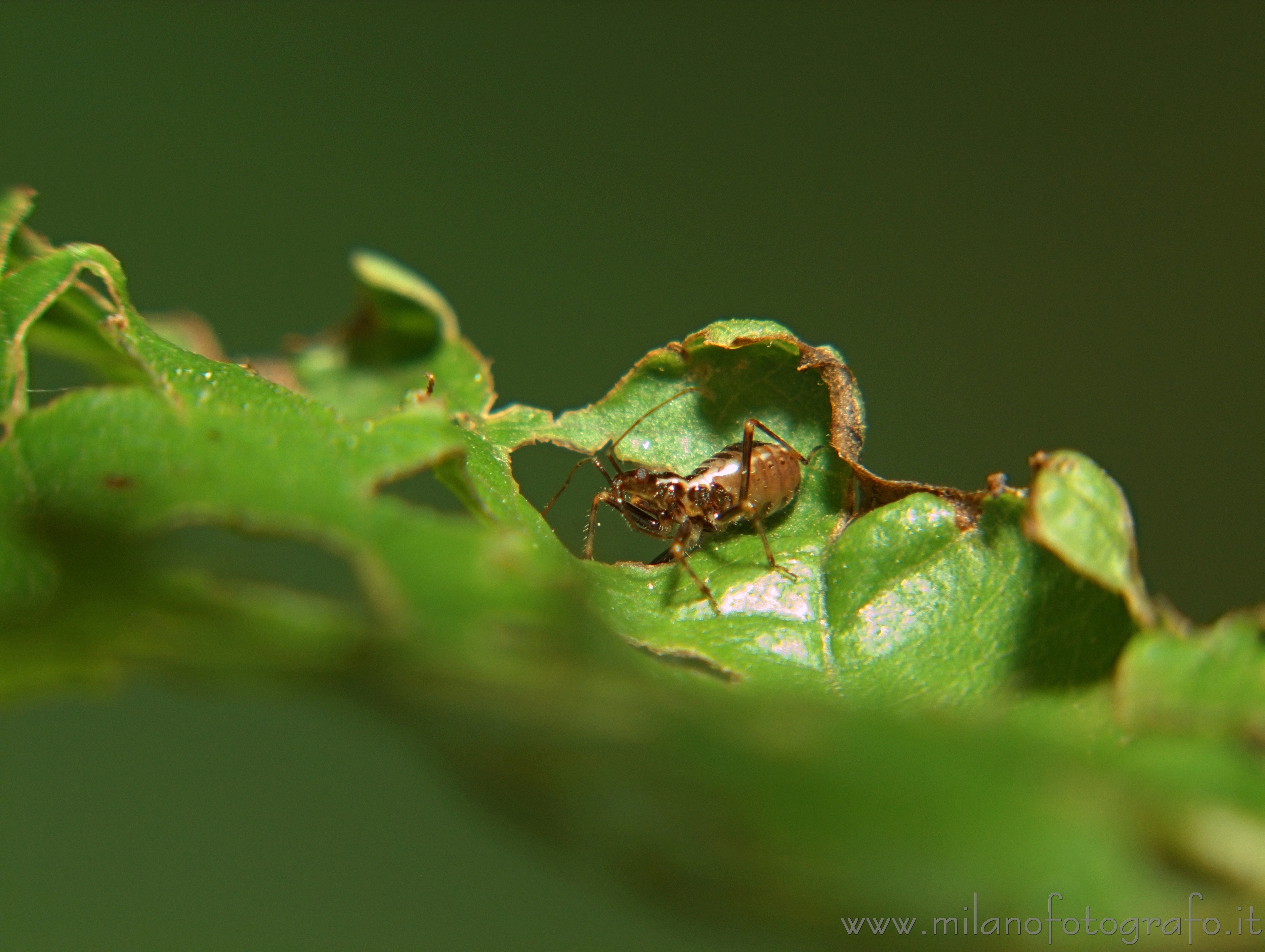 Cadrezzate (Varese, Italy) - Immature of little bug